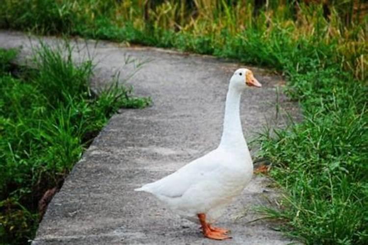 属兔的人2025年每月运势及运程详解