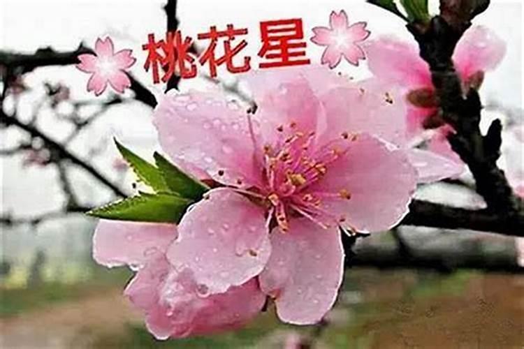 八字桃花运怎么看？