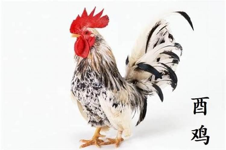 81年属鸡男2025年每月运势及运程详解