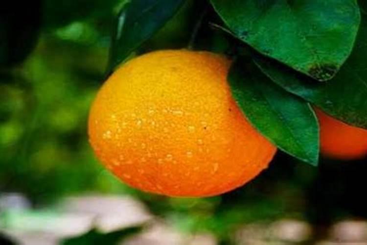 牛年犯太岁的生肖