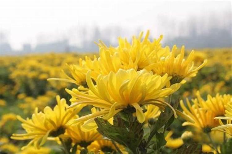 元宵节风俗习惯