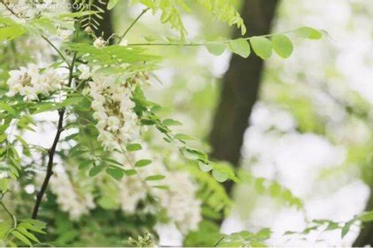 22年中秋节惠州西湖有花灯吗,西湖旅游景点防疫