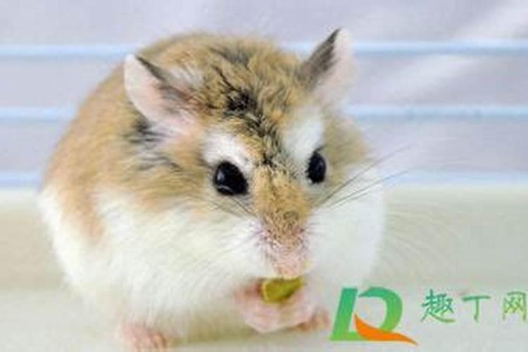 清明节早上为什么要吃鸡蛋