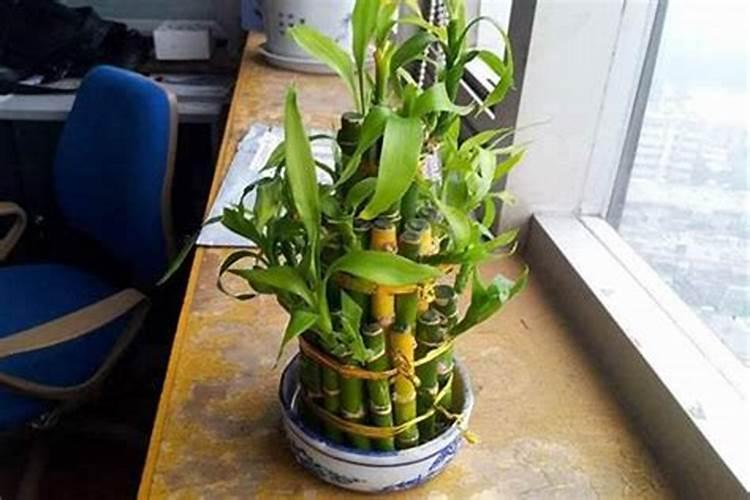 什么植物最旺官运