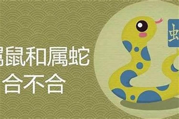 属龙和属鼠合不合 属龙和属鼠相配吗