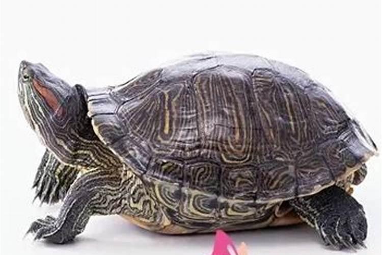 梦见天天男朋友劈腿的预兆