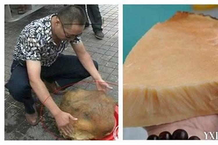 太岁是什么？为什么它有药用价值？