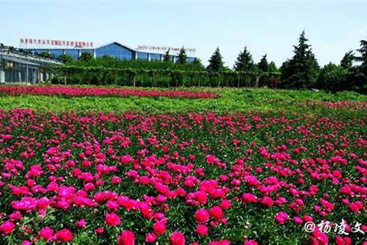 2010年陕西各地庙会时间
