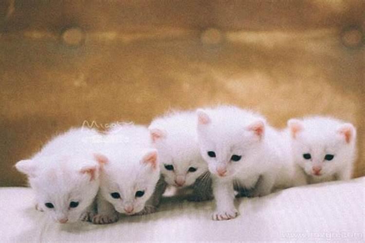 梦见猫生了一窝小猫是什么预兆