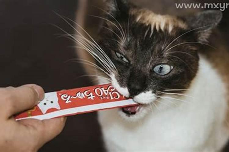 梦见杀死猫见血的预兆