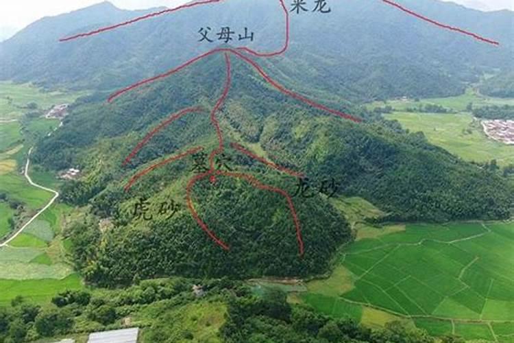 1982年的狗2025年运势怎么样