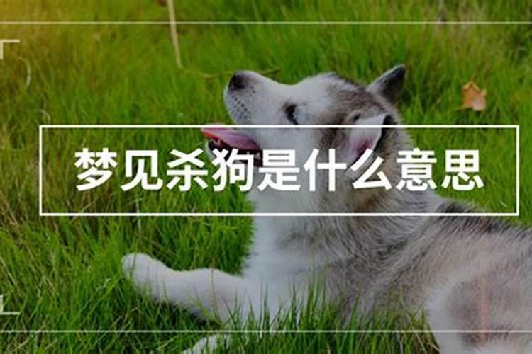2025年属猪的人的全年运势