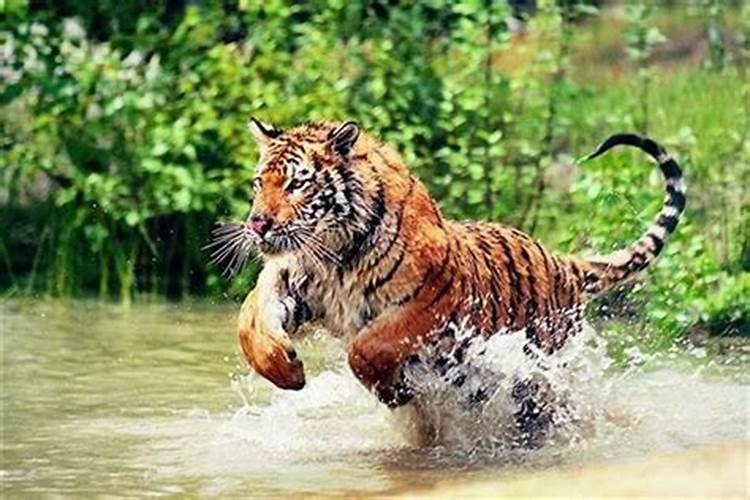 2003年农历三月十五日生人是什么星座的
