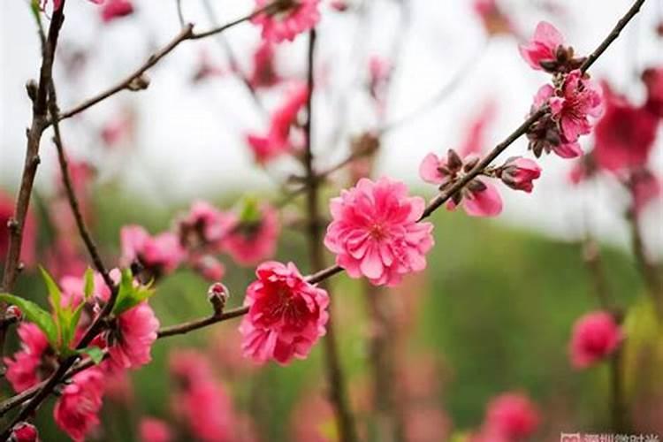 女人桃花运多说明什么