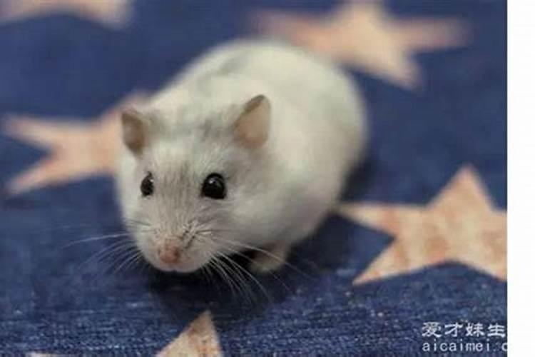梦见很多老鼠到处乱跑是什么意思