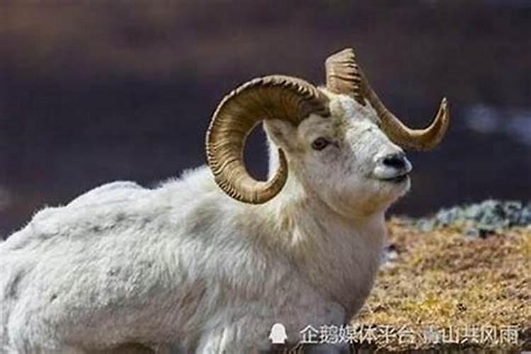 1967年属羊2025年运势及运程