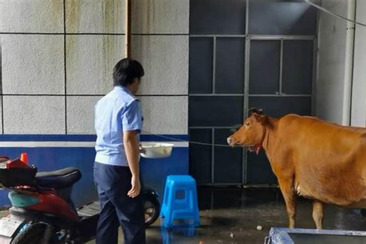 梦见老爸修理房子的预兆