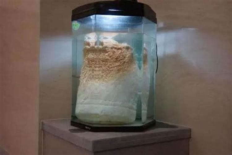 养太岁最新方法养太岁的方法介绍