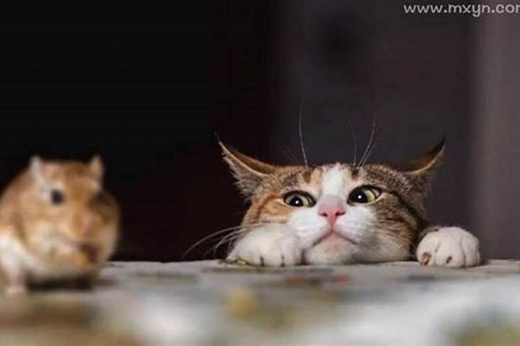 梦见猫抓老鼠是什么预兆周公解梦