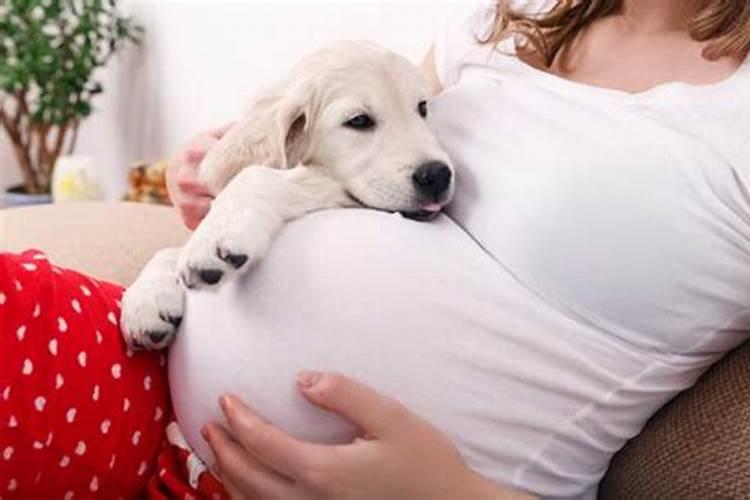 孕期梦见狗