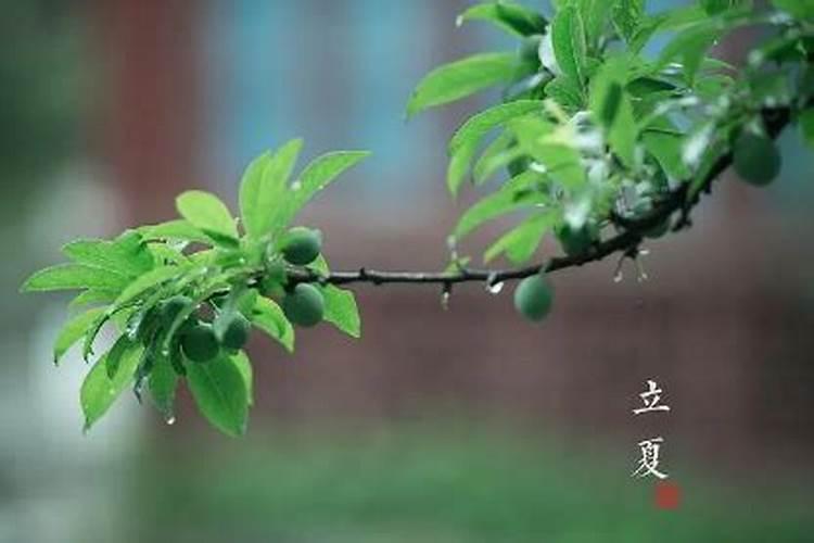 生肖龙2025年全年运势详解
