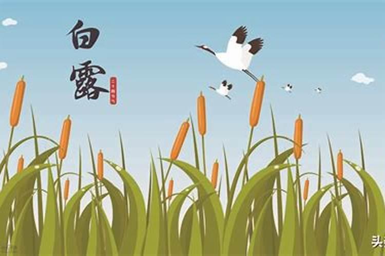 2024白露是几号 白露节气的习俗