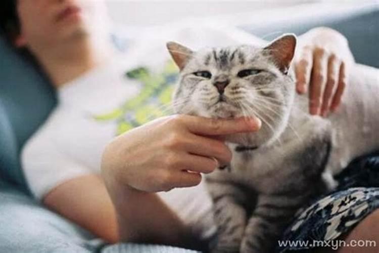 女人梦见猫是什么预兆