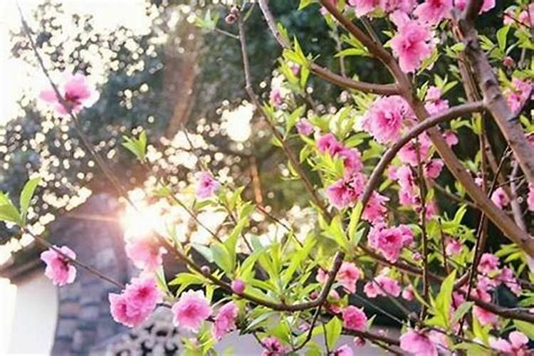 卧室增加桃花运的风水方法睡床放桃花位能招桃花？