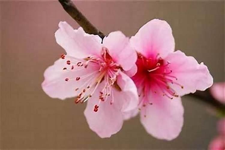 男人什么风水招桃花最旺