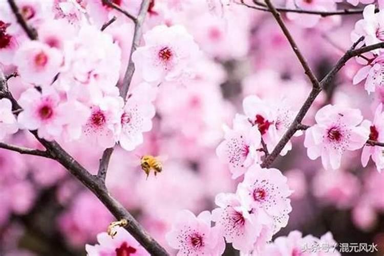 桃花放什么方位最旺运气