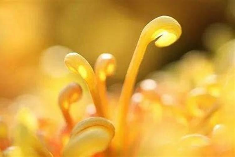 重阳节送老人什么鲜花好