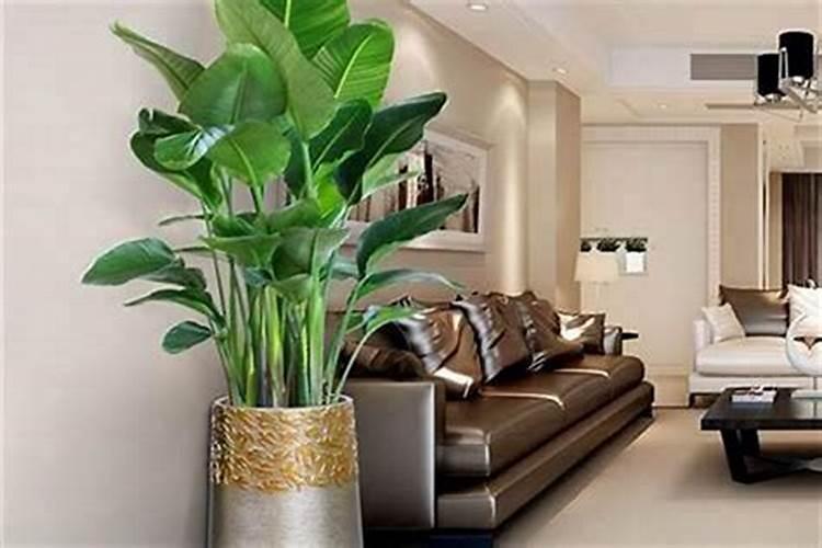 文昌位适合种哪些植物 室内文昌位放什么植物好