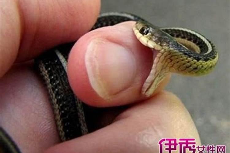 生肖马害太岁,属马的人今年犯太岁吗