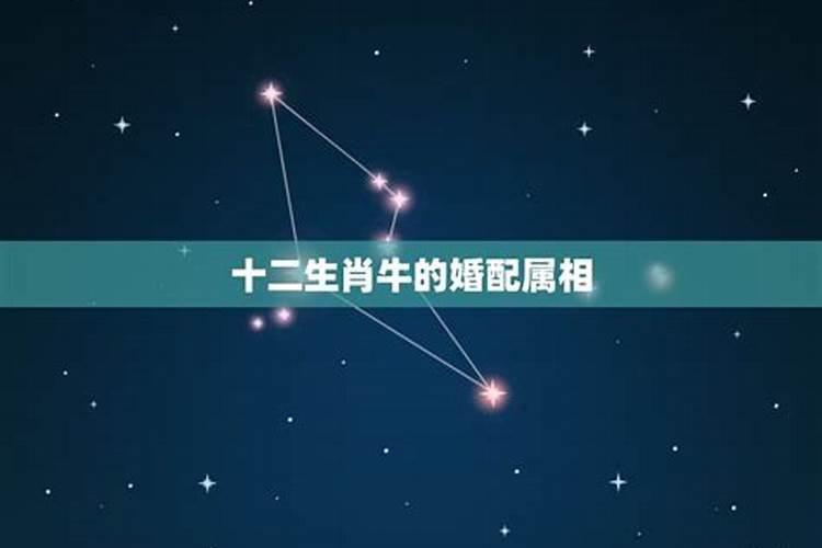 属虎的几月出生最好