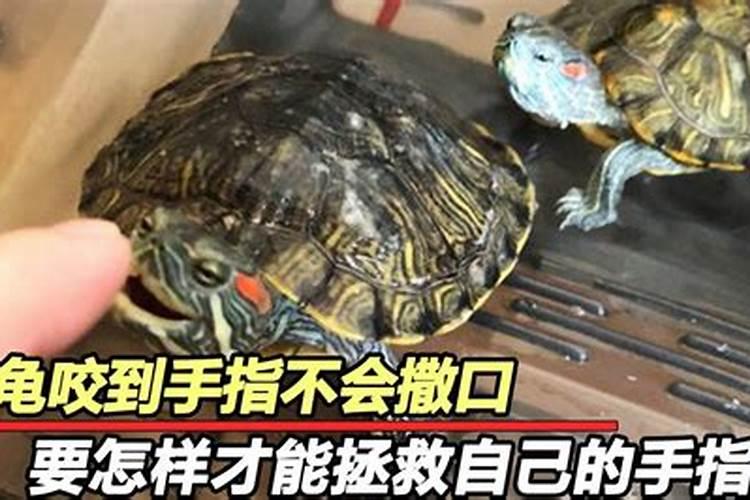 腊月猪命苦 属猪十二月出生的命运