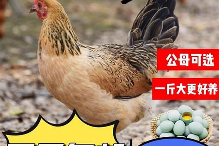 87年兔2025年运势及运程每月运程