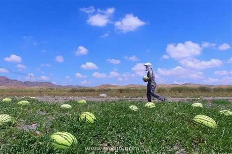 本命年戴什么挂件能提高运气