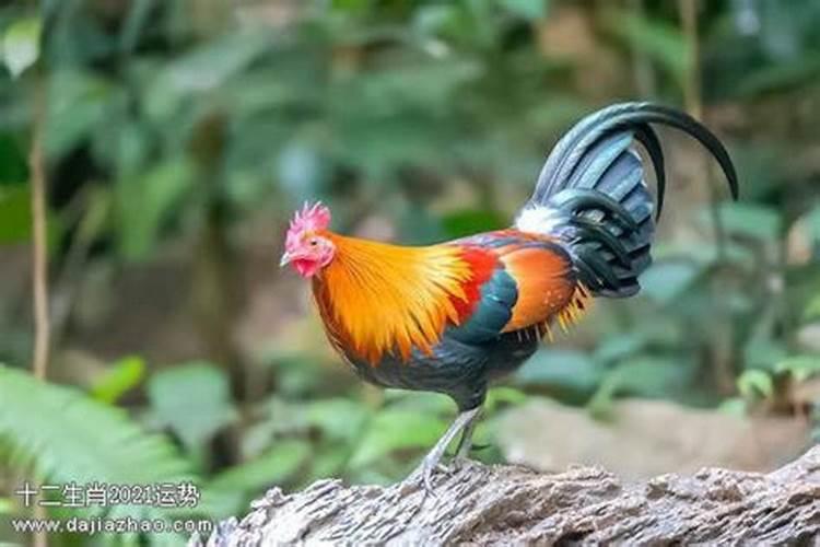 属猪男配什么属相最好