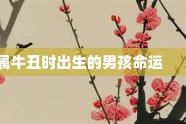 丑时出生的属牛人命运如何