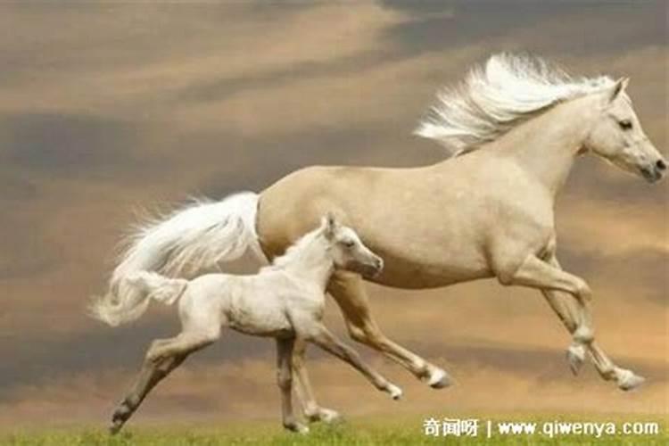 重阳节出生 身份证上新历是九月九日请问我是什么星座