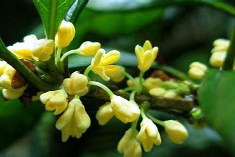 重阳节写什么