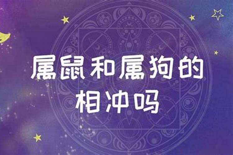 属狗女和属鼠男相配婚姻如何