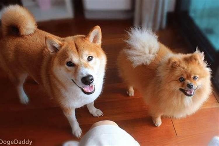 七月十五鬼节碰到黑猫黑狗什么意思？