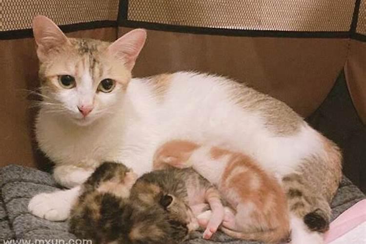 梦见母猫生很多小猫的预兆