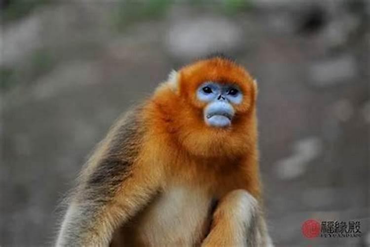 92年男猴一生命运