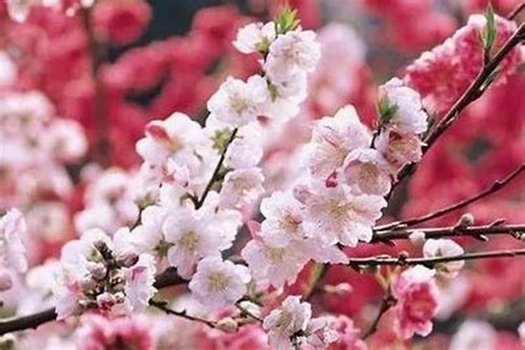 男人招桃花很灵的老方法