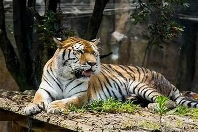 金牛座男生特点及性格 金牛座男生特点和缺点