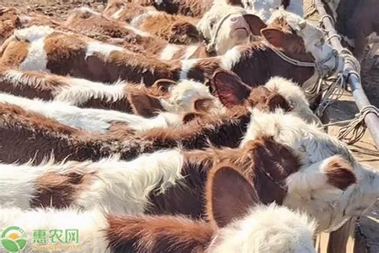 梦到前男友回来找我复合是什么意思