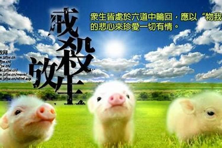 属鼠犯太岁的年份