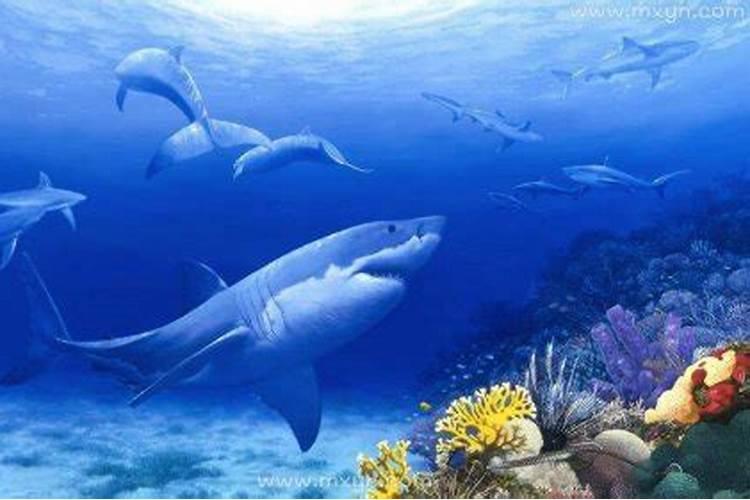 梦见大海和鲸鱼是什么意思